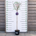 Škumpa vlasatá (Cotinus coggygria) ´ROYAL PURPLE´ - výška 100-120 cm, kont. C5L - NA KMIENKU